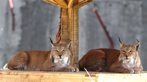 Domesticated Lynx