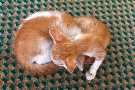 Two Cute Kittens Sleeping In The Street Stock Image Image Of Sleep