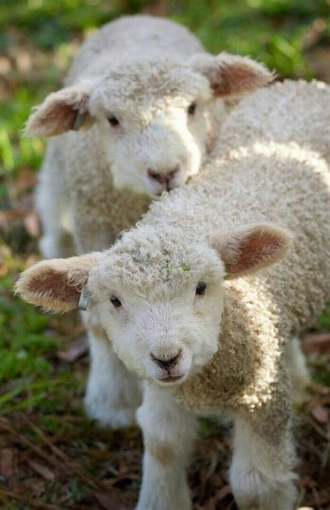 Content In A Cottage Spring Lambs For Good Friday