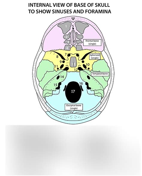 Foramen Diagram | Quizlet