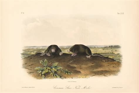 Audubon Bowen Octavo Pl Common Star Nose Mole Quadruped Octavo