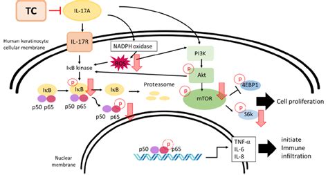 Schematic diagram illustrating the inhibitory effects of TC on ... 