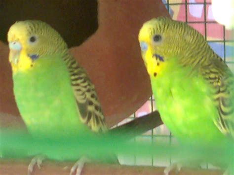 Budgerigar Care