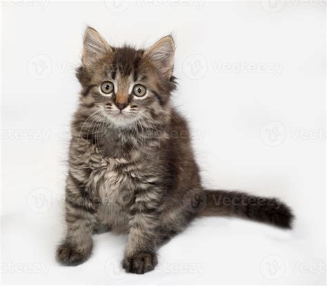 Siberian fluffy tabby kitten sitting on gray 715442 Stock Photo at Vecteezy