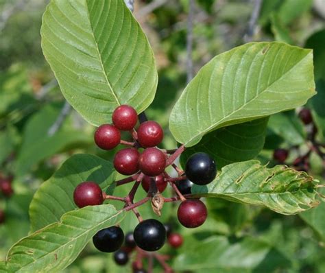 Arbuste Baies Rouges Pour Apporter Une Touche De Couleur Au Jardin