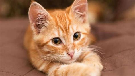 Curiosidades Sobre Los Gatos De Color Naranja Nicos En Su Especie