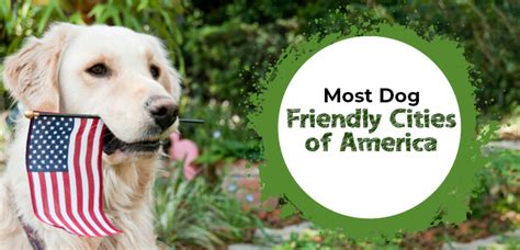 Top 5 Most Dog Friendly Cities Of America