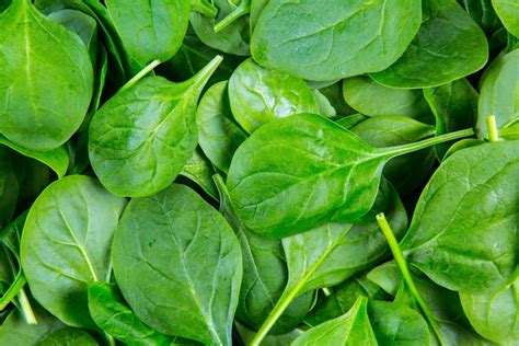 Spinach Growing And Harvest Information