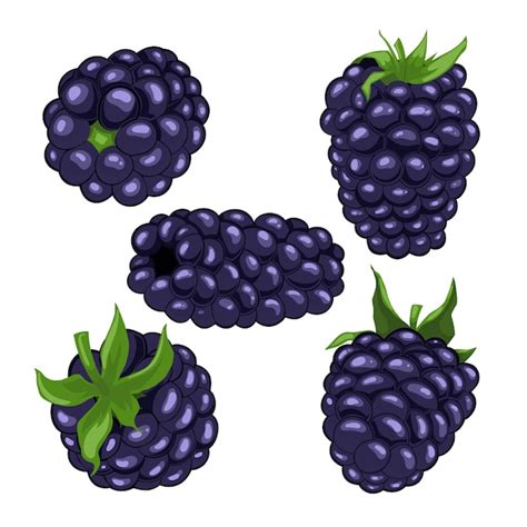 Premium Vector Blackberry Berry Fruit Set Cartoon Vector Illustration