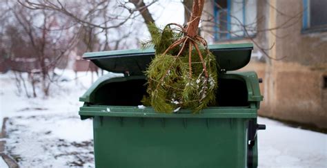 Christmas tree trash pickup | Complete Tree Care