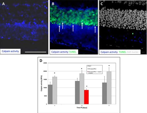 Activity Assays For Calpain Images Depict In Situ Staining Of Cells