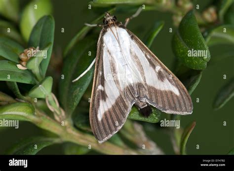 Box Tree Moth Cydalima Perspectalis Adult Male On Boxwood Leaves