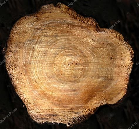 Tree Stump Cross Section — Stock Photo © Ca2hill 5286270