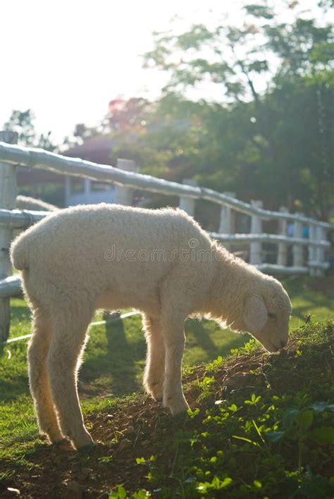 Lamb Eating Grass On The Field Stock Photo Image Of Twin Natural