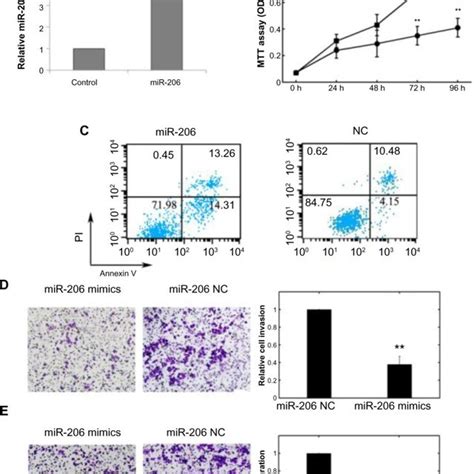 Effects Of Transfection Of Mir 206 Mimics On Cell Proliferation Download Scientific Diagram