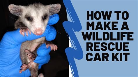 How To Make A Wildlife Rescue Car Kit Youtube