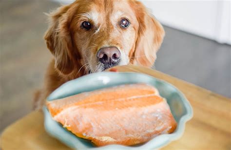 Can Dogs Eat Salmon? - PetSchoolClassroom