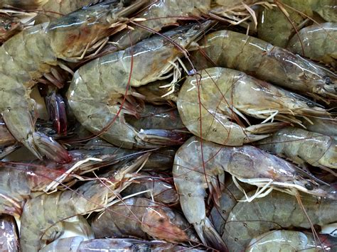 Shrimp Industry Strategic Science And Technology Plans Isps Platform