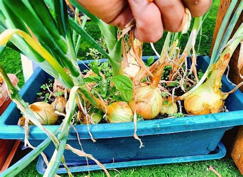 C Mo Cultivar Tus Cebollas Sin Semilla Y En Maceta