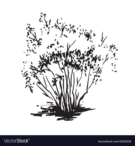 Hand-drawn bush black and white realistic image Vector Image