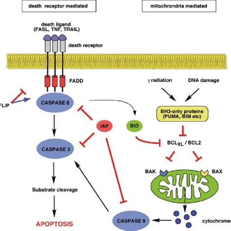 Core Signaling Pathways Altered In Pancreatic Cancer The Listed