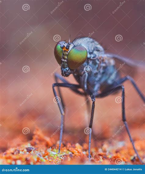 Mosca Adulta De La Familia Dolichopodidae Foto De Archivo Imagen De