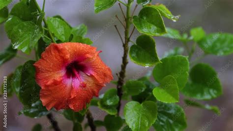 Beautiful Hibiscus In Rainfall The Mid Shot Shows The Attractive