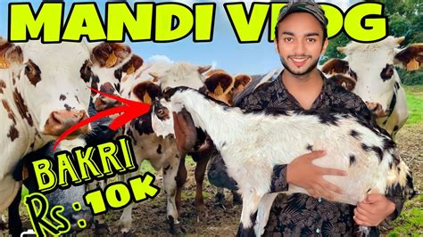 FINALLY COW MANDI LAG GAI Bakri Rs 10000 Altamashblog5571 YouTube