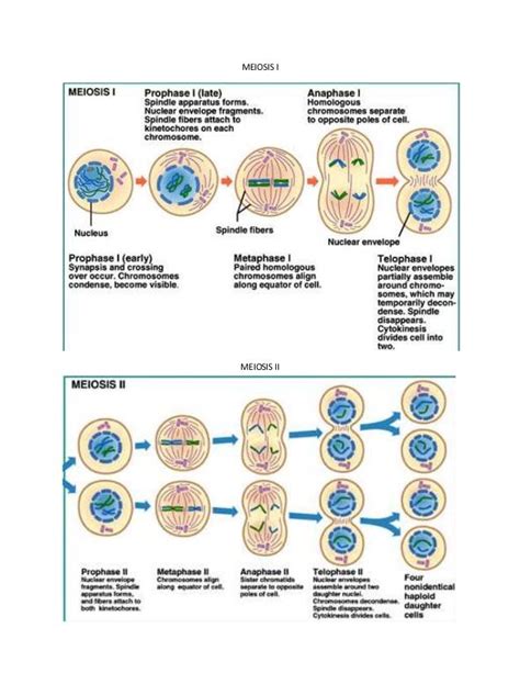 Stages Of Meiosis Diagram Labeled - Wiring Diagram Pictures