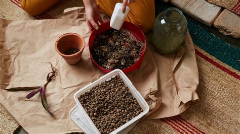 As Puedes Preparar Abono Casero Para Que Tus Plantas Florezcan