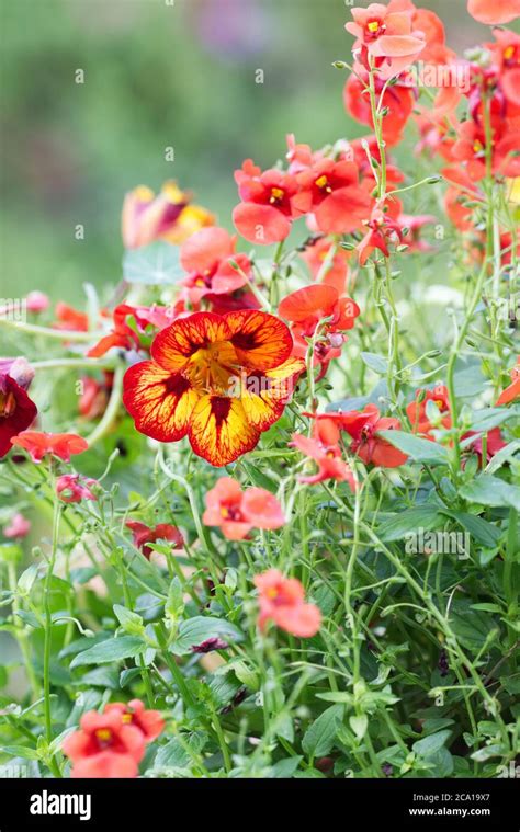 Tropaeolum Majus Orchid Flame Nasturtium Orchid Flame Peeping