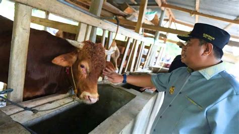 Inseminasi Buatan Jadi Harapan Baru Peternak Bulukumba Untuk Tingkatkan