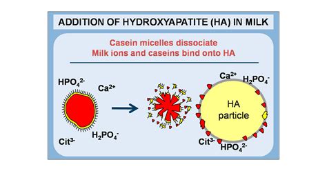 Calcium Caseinate Structure