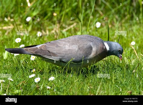 Houtduif Common Wood Pigeon Columba Palumbus Stock Photo Alamy