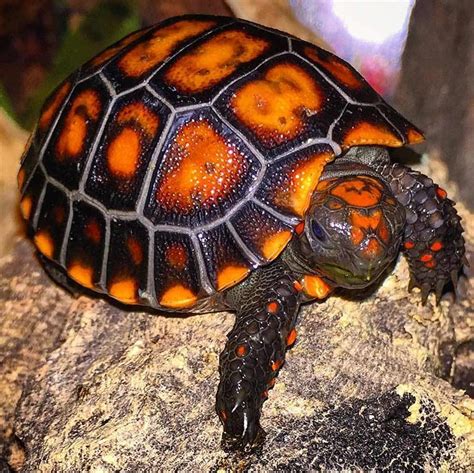 Cherry head tortoise for sale | Cherry headed tortoise price cost