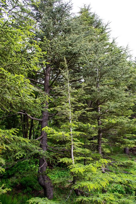 Premium Photo | Cedars of lebanon lebanese cedar trees forest mountains