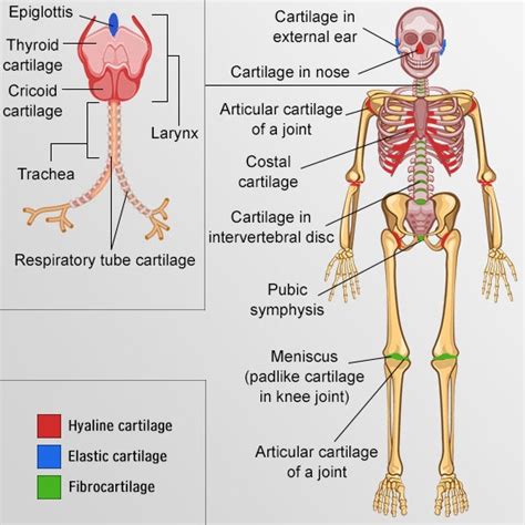 Your Guide To Understanding The Types Of Cartilage In The Human Body