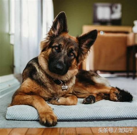 警犬界寵兒馬里努阿犬與德國牧羊犬之間的差異 每日頭條