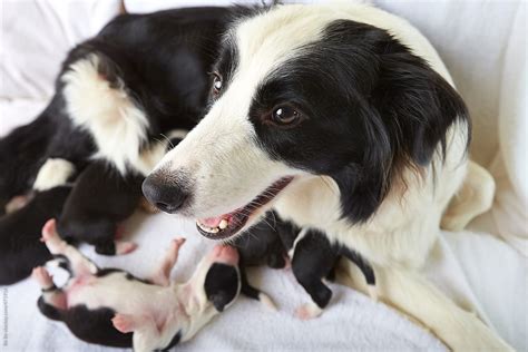 "Mom Border Collie With Her Newborn Baby Indoor" by Stocksy Contributor ...