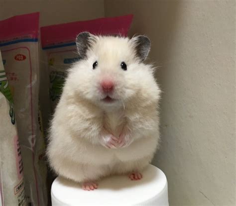 Cute Hamster Sitting on a White Container