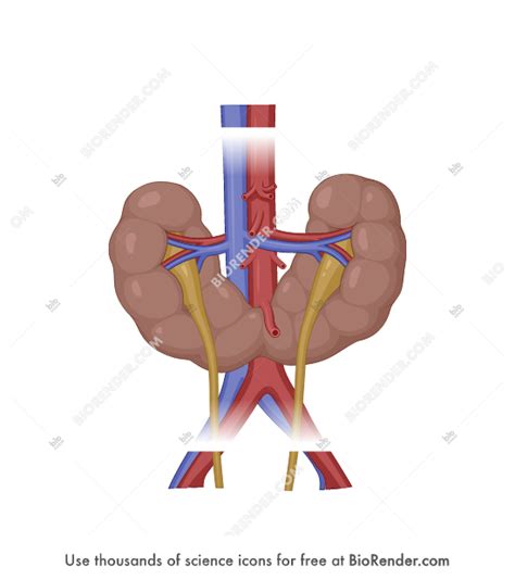 Free Horseshoe kidney (anterior) Icons, Symbols & Images | BioRender