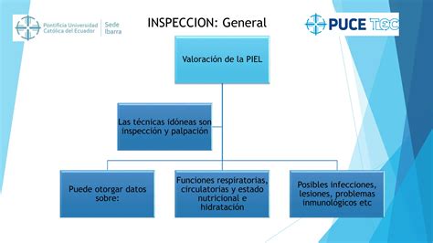 Examen Fisico Enfermeria Del Paciente Cefalocaudal Ppt