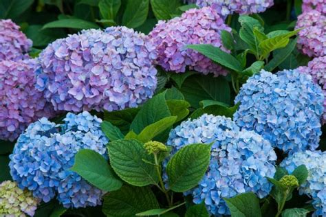 Hydrangea Season in Japan 2025 | Travel Guide | Kyuhoshi