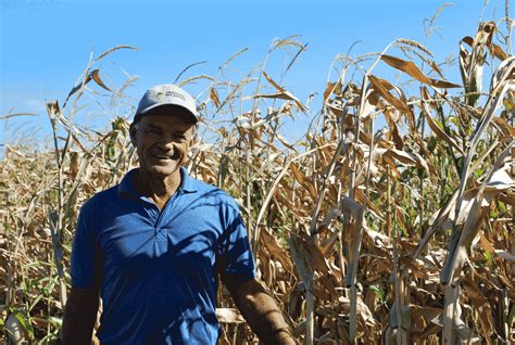 An Organic Approach To Growing Corn Ontario Grain Farmer