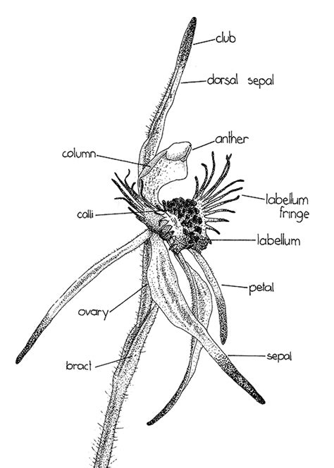 Spider Orchid Diagram The Orchids Of Western Australia