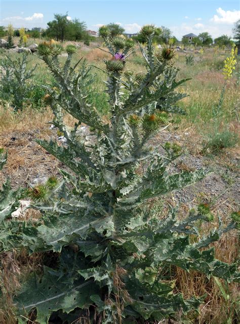 Onopordum acanthium - Изображение особи - Плантариум