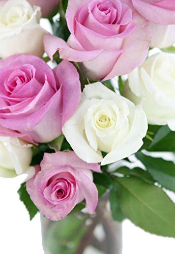 KaBloom Bouquet Of 12 Soft Pink And White Roses Farm Fresh Long Stem