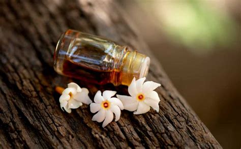 Jasmine Perfume – Properties, Distillation, and History - Essential Oils