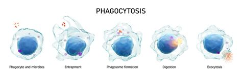 Phagocyte Diagram