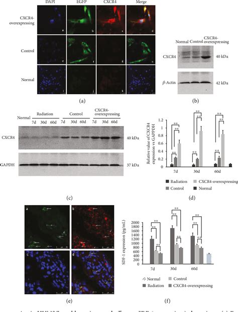 Figure From Cxcr Overexpressing Umbilical Cord Mesenchymal Stem